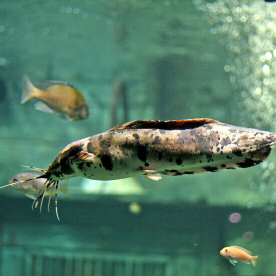 Frog catfish