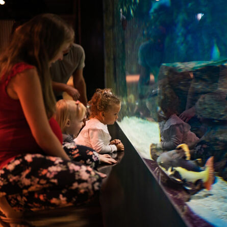 Entdecken Sie die Zahlen und Fakten zu unseren Aquarien