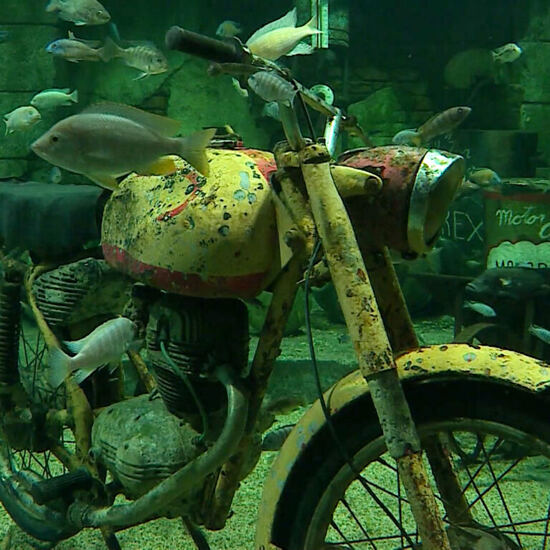 Aquarium bei 
