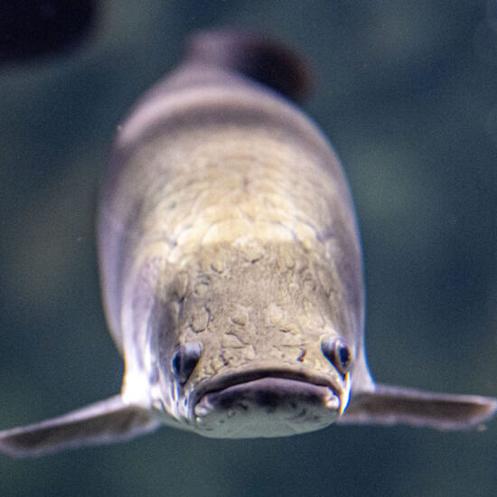 Arapaima