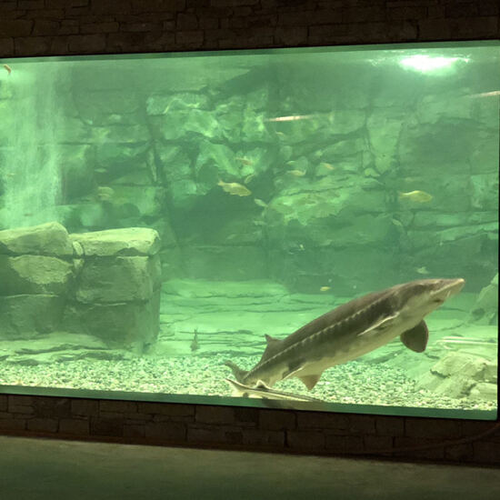 Störe und heimische Fische
