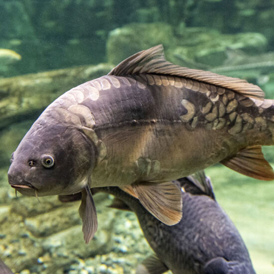 Spiegelkarpfen