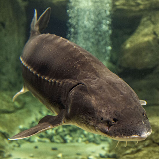 Weisser Stör (Transmontanus)